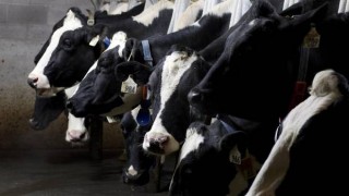 Milk surplus forcing Canada's dairy industry to dump supply 