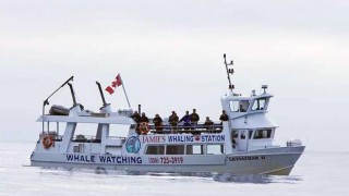 Whale-watching vessel sinks off Tofino, killing at least 5, injuring 18
