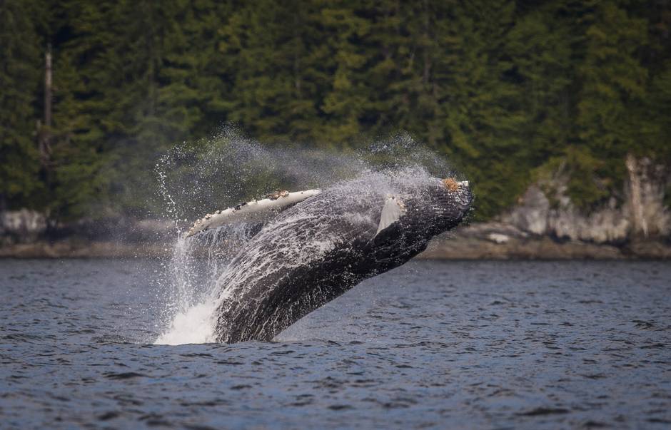 A juvenile humpback whale breaches near Klemtu, B.C., June 17, 2015. (John Lehmann/The Globe and Mail)