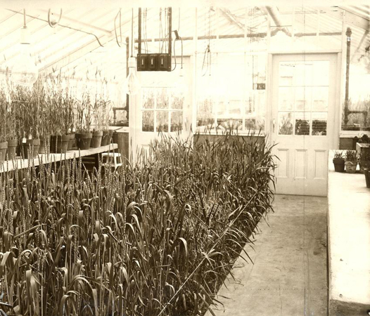 One of the NRCs early accomplishments was to develop a wheat strain that eliminated the damaging fungus, wheat rust. NATIONAL RESEARCH COUNCIL CANADA